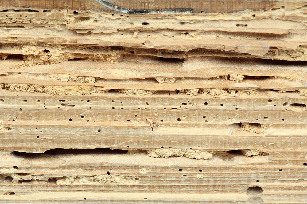 Wood damage caused by termites seen while preforming home inspections services 